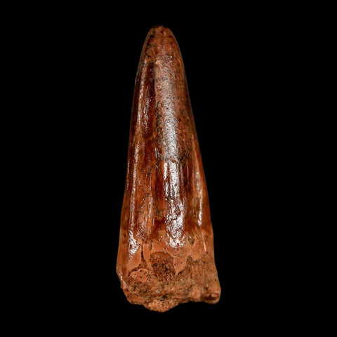 2" Spinosaurus Fossil Tooth 100 Million Years Old Cretaceous Dinosaur COA Stand