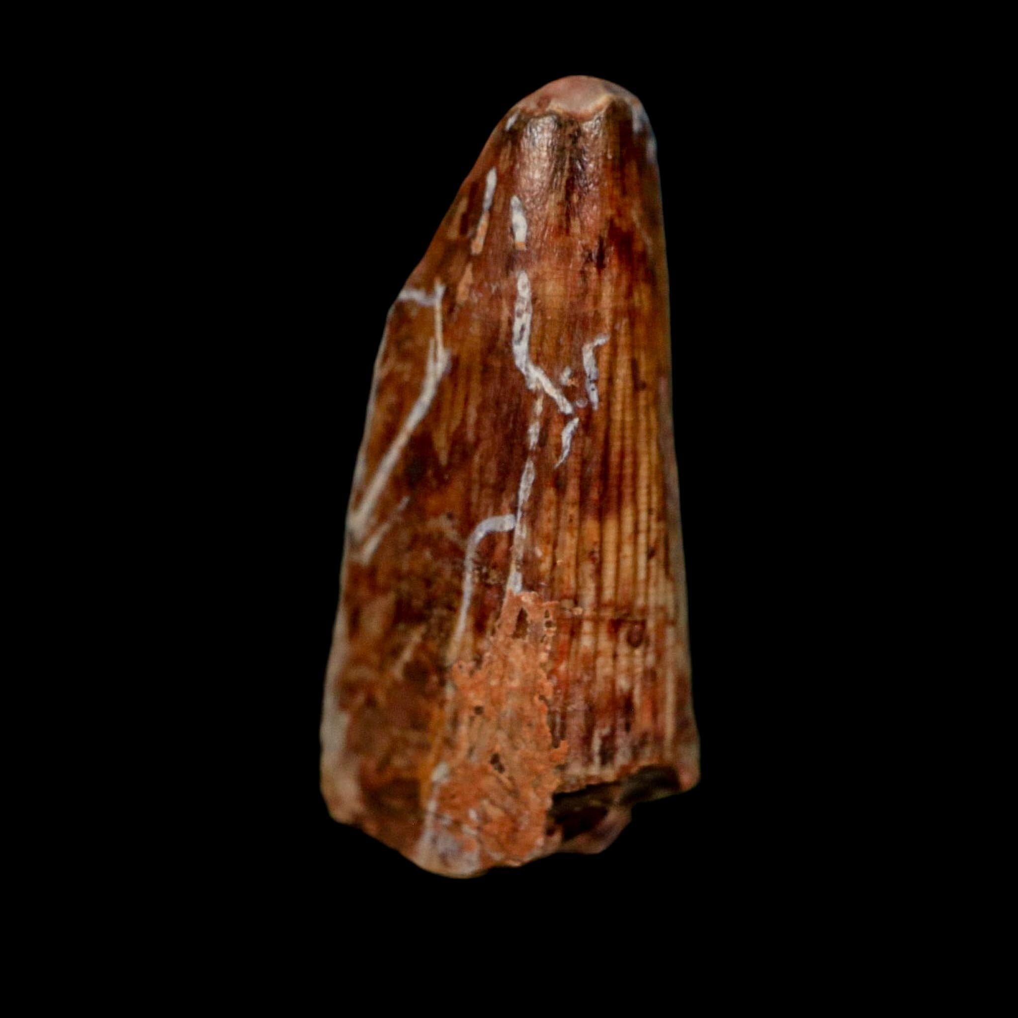1" Phytosaur Fossil Tooth Triassic Age Archosaur Redonda FM NM COA & Display - Fossil Age Minerals