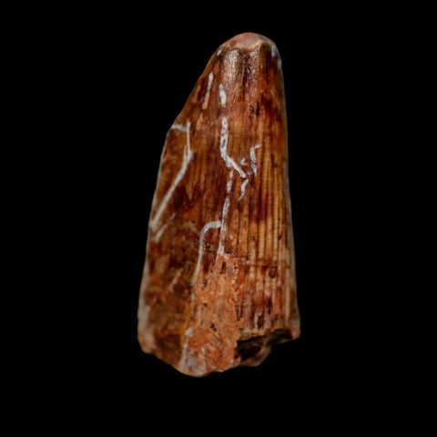 1" Phytosaur Fossil Tooth Triassic Age Archosaur Redonda FM NM COA & Display - Fossil Age Minerals