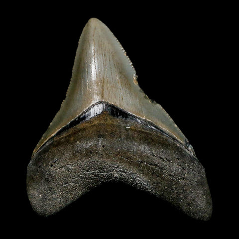 2.8" Quality Megalodon Shark Tooth Serrated Fossil Natural Miocene Age COA