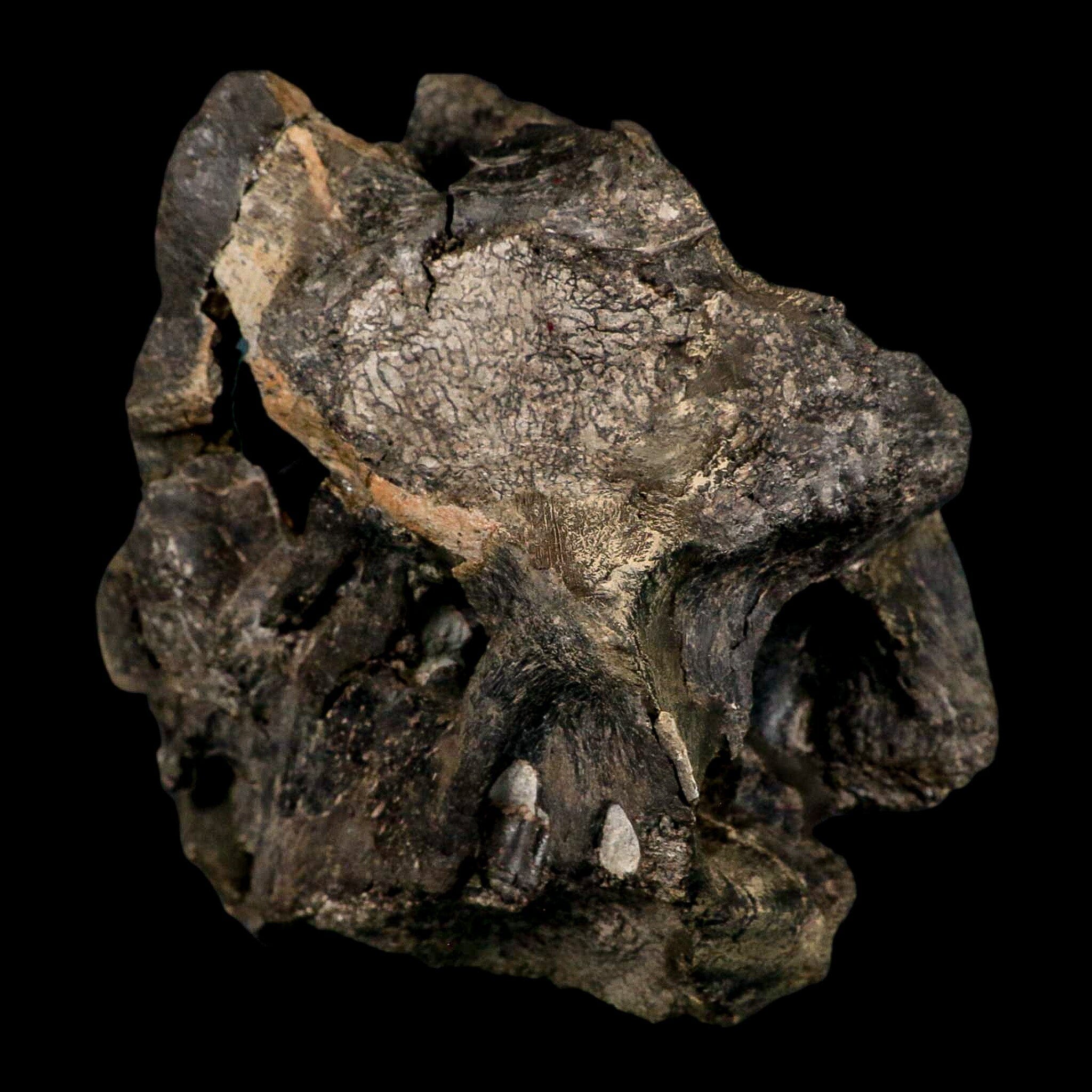 4.5" Rare Hypacrosaurus Dinosaur Fossil Brain Case & Endo Cast Two Medicine MT COA - Fossil Age Minerals