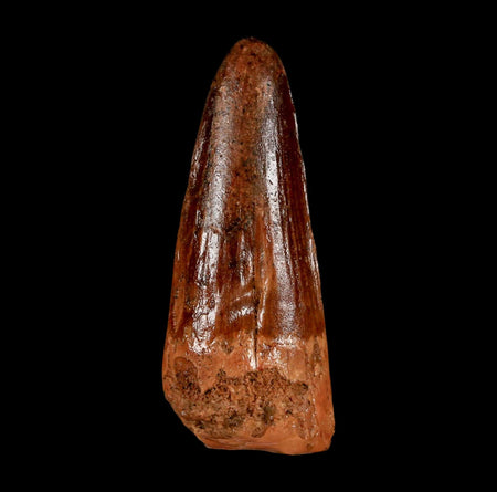 2" Spinosaurus Fossil Tooth 100 Million Years Old Cretaceous Dinosaur COA Stand