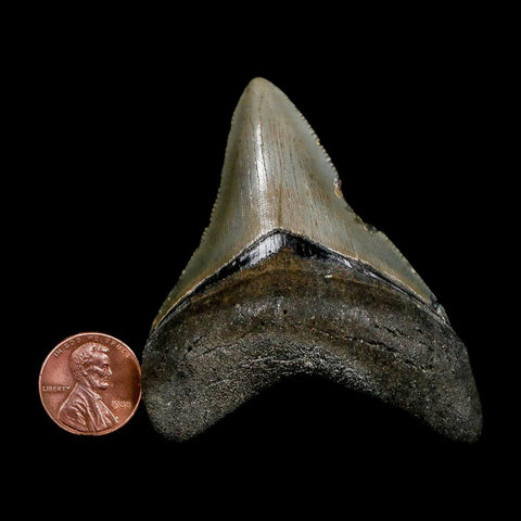 2.8" Quality Megalodon Shark Tooth Serrated Fossil Natural Miocene Age COA