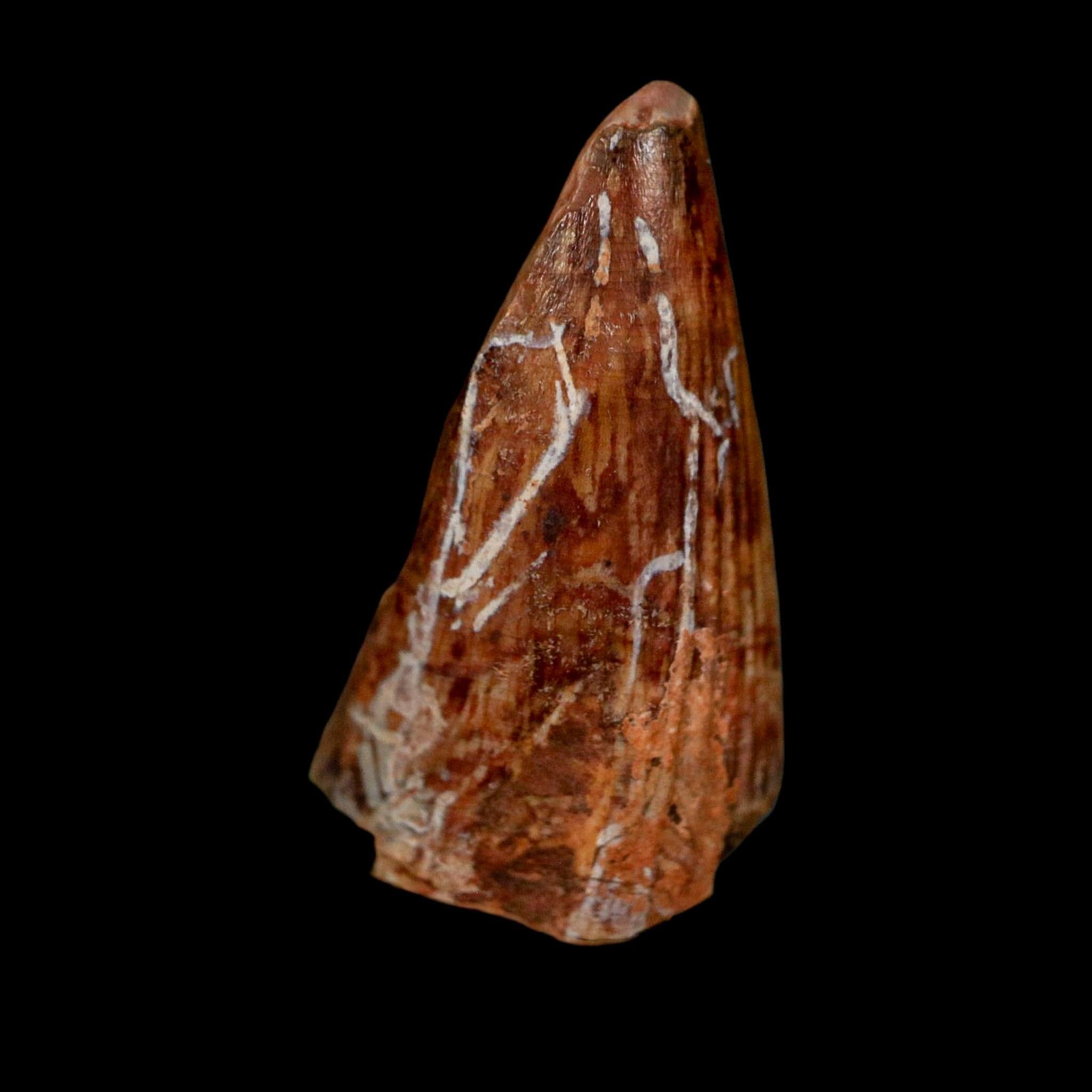 1" Phytosaur Fossil Tooth Triassic Age Archosaur Redonda FM NM COA & Display - Fossil Age Minerals