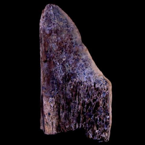 1.3" Corythosaurus Fossil Bone Judith River FM MT Cretaceous Dinosaur COA, Stand - Fossil Age Minerals