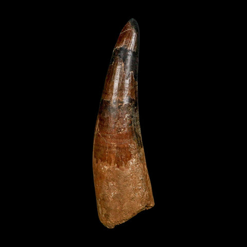 XXL 4.8" Spinosaurus Fossil Tooth 100 Million Years Old Cretaceous Dinosaur COA