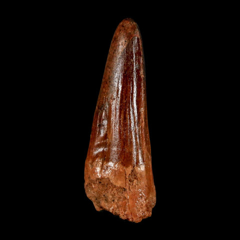 2" Spinosaurus Fossil Tooth 100 Million Years Old Cretaceous Dinosaur COA Stand