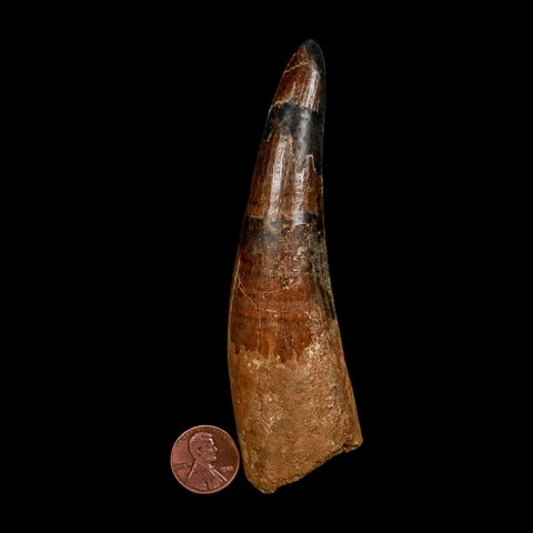 XXL 4.8" Spinosaurus Fossil Tooth 100 Million Years Old Cretaceous Dinosaur COA