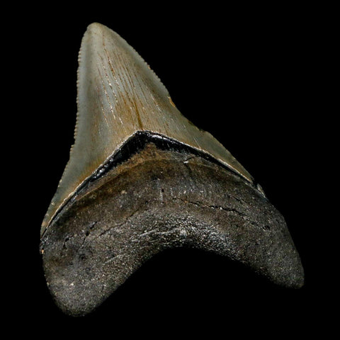 2.8" Quality Megalodon Shark Tooth Serrated Fossil Natural Miocene Age COA