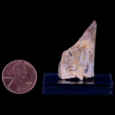 1.3" Corythosaurus Fossil Bone Judith River FM MT Cretaceous Dinosaur COA, Stand - Fossil Age Minerals
