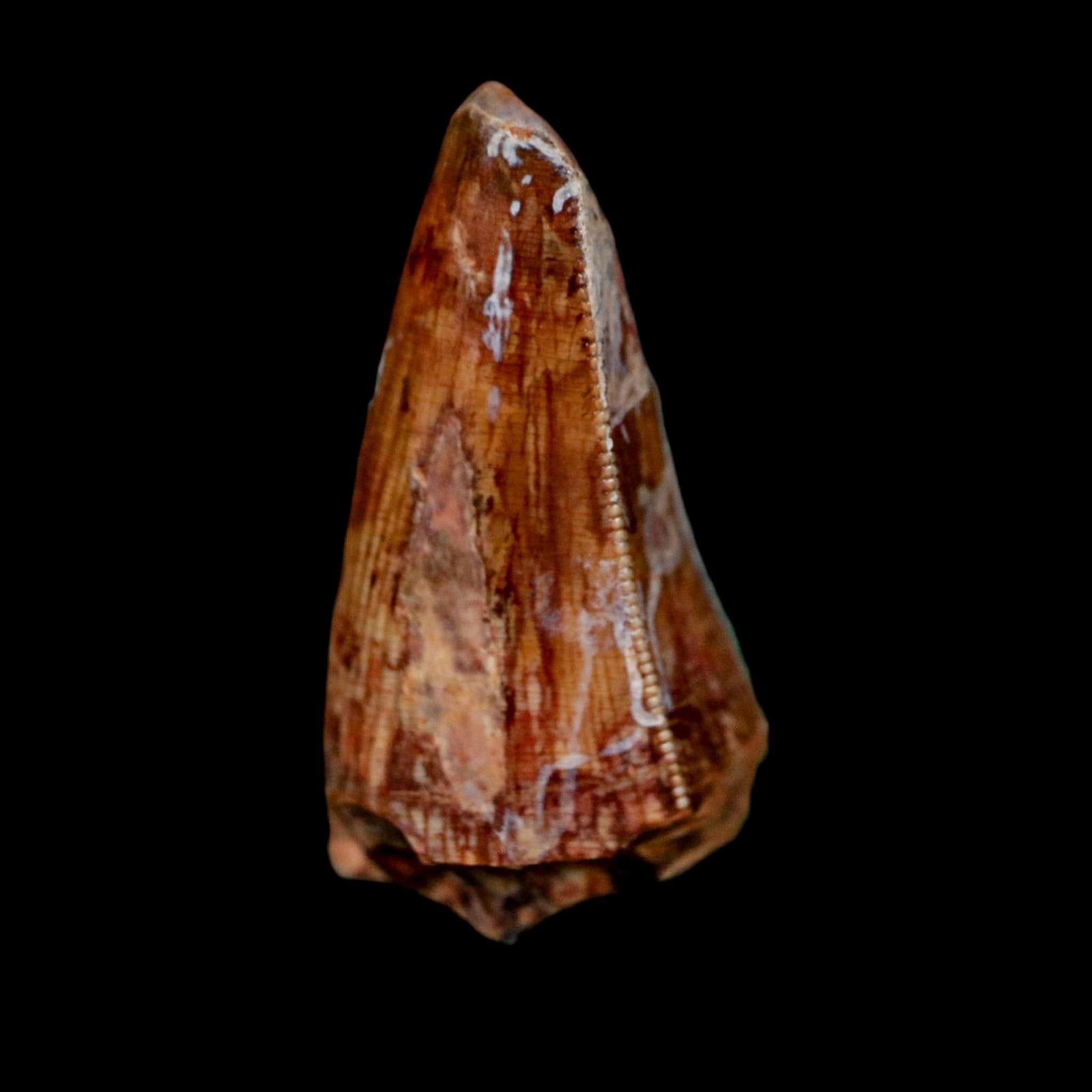 1" Phytosaur Fossil Tooth Triassic Age Archosaur Redonda FM NM COA & Display - Fossil Age Minerals