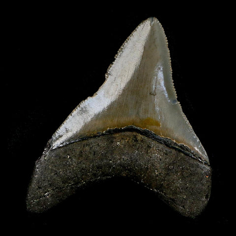2.8" Quality Megalodon Shark Tooth Serrated Fossil Natural Miocene Age COA