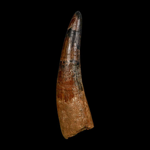 XXL 4.8" Spinosaurus Fossil Tooth 100 Million Years Old Cretaceous Dinosaur COA