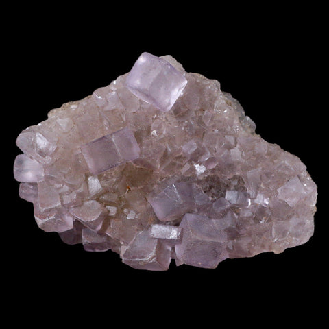 3.5" Purple Fluorite Crystal Cubes Cluster Mineral Specimen Taourirt Morocco - Fossil Age Minerals