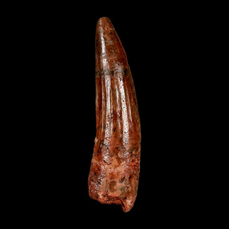 2.3" Spinosaurus Fossil Tooth 100 Million Years Old Cretaceous Dinosaur COA Stand