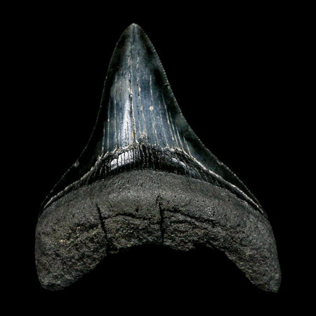 2.9" Quality Megalodon Shark Tooth Serrated Fossil Natural Miocene Age COA