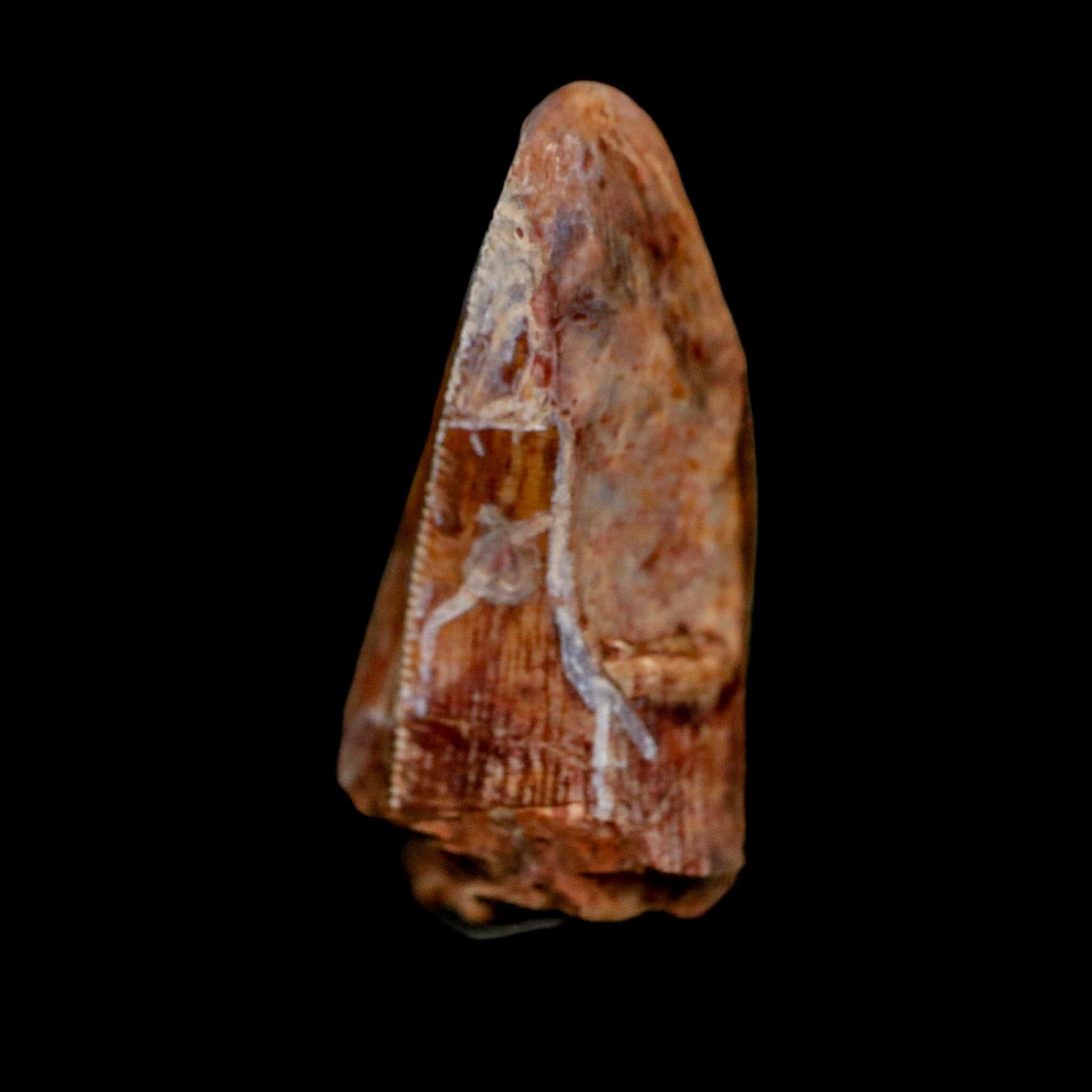 1" Phytosaur Fossil Tooth Triassic Age Archosaur Redonda FM NM COA & Display - Fossil Age Minerals