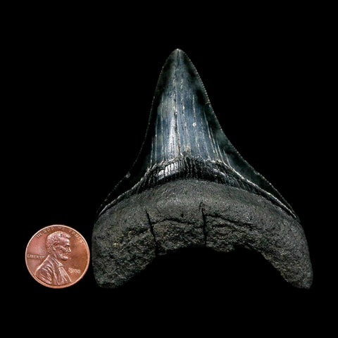 2.9" Quality Megalodon Shark Tooth Serrated Fossil Natural Miocene Age COA