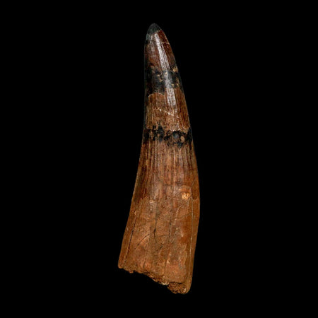 XXL 4.8" Spinosaurus Fossil Tooth 100 Million Years Old Cretaceous Dinosaur COA