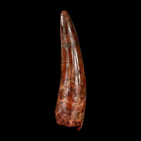 2.3" Spinosaurus Fossil Tooth 100 Million Years Old Cretaceous Dinosaur COA Stand