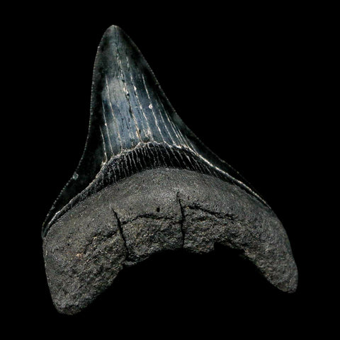 2.9" Quality Megalodon Shark Tooth Serrated Fossil Natural Miocene Age COA