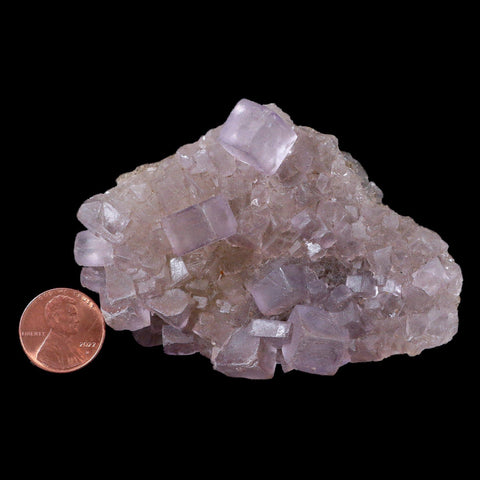 3.5" Purple Fluorite Crystal Cubes Cluster Mineral Specimen Taourirt Morocco - Fossil Age Minerals