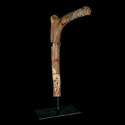9.9" Hadrosaurus Fossil Rib Bone Aguja Formation Texas Dinosaur Cretaceous COA Stand