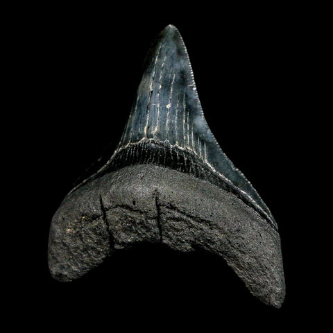 2.9" Quality Megalodon Shark Tooth Serrated Fossil Natural Miocene Age COA