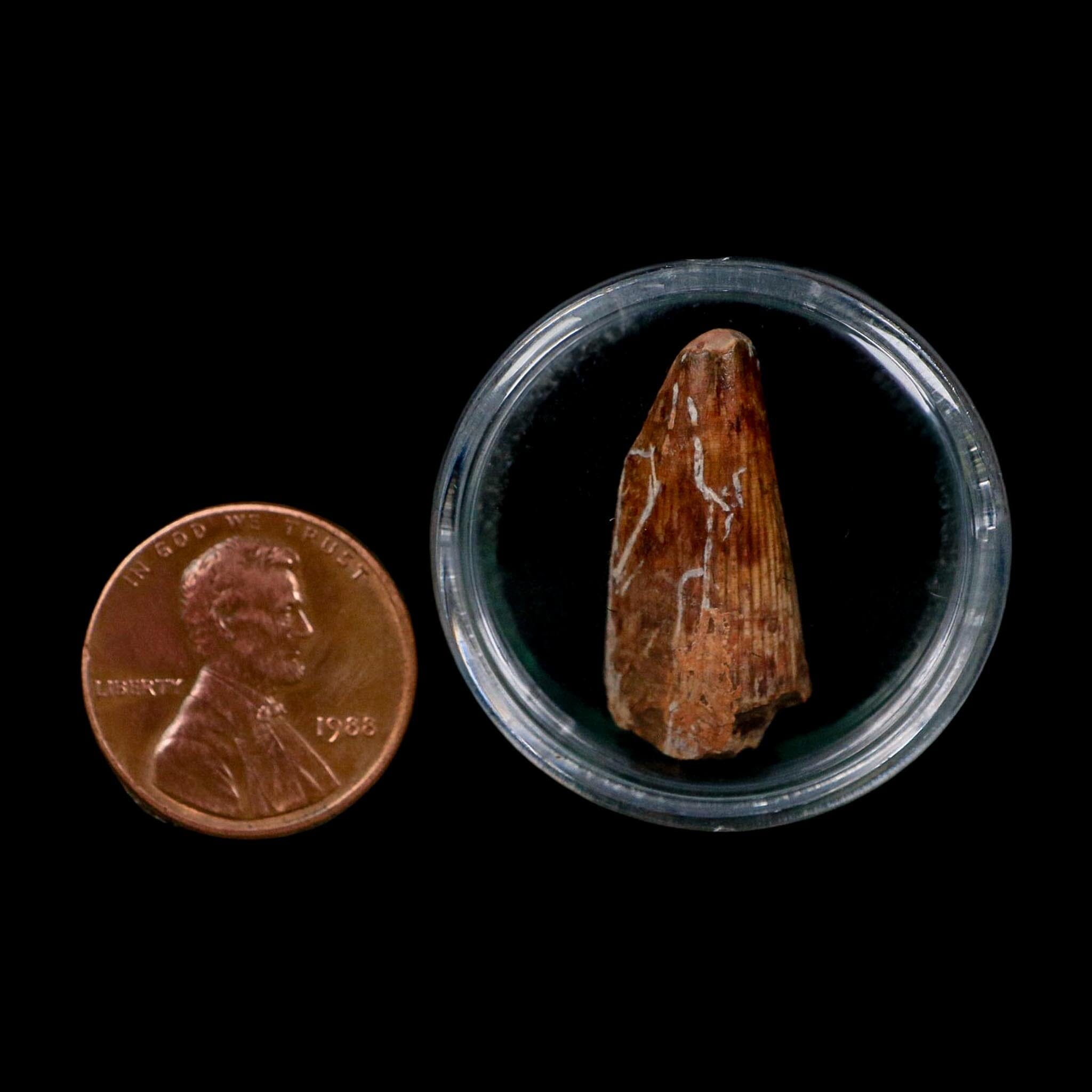 1" Phytosaur Fossil Tooth Triassic Age Archosaur Redonda FM NM COA & Display - Fossil Age Minerals