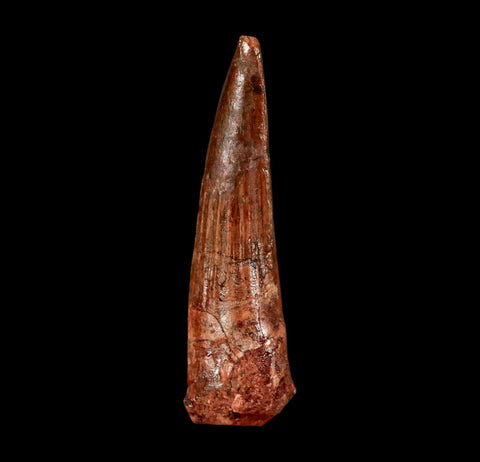 2.3" Spinosaurus Fossil Tooth 100 Million Years Old Cretaceous Dinosaur COA Stand