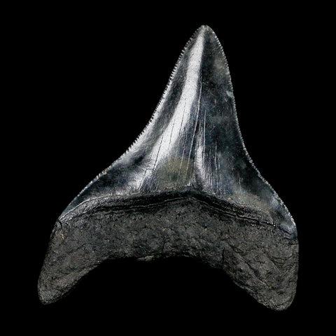 2.9" Quality Megalodon Shark Tooth Serrated Fossil Natural Miocene Age COA