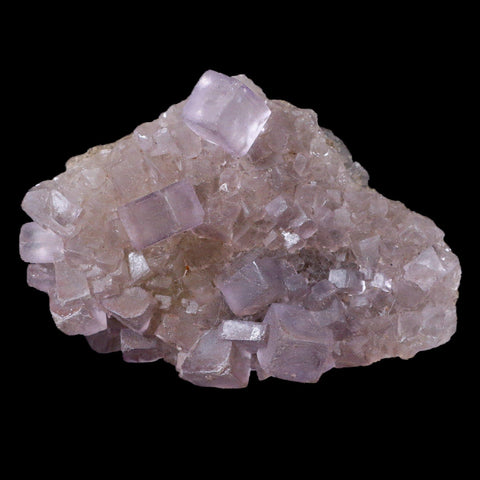 3.5" Purple Fluorite Crystal Cubes Cluster Mineral Specimen Taourirt Morocco - Fossil Age Minerals