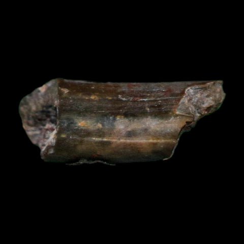 0.4" Dimetrodon Sail Spine Bone Fossil Permian Age Waurika Oklahoma COA, Display - Fossil Age Minerals
