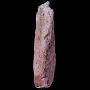 2.1" Corythosaurus Fossil Bone Judith River FM MT Cretaceous Dinosaur COA, Stand