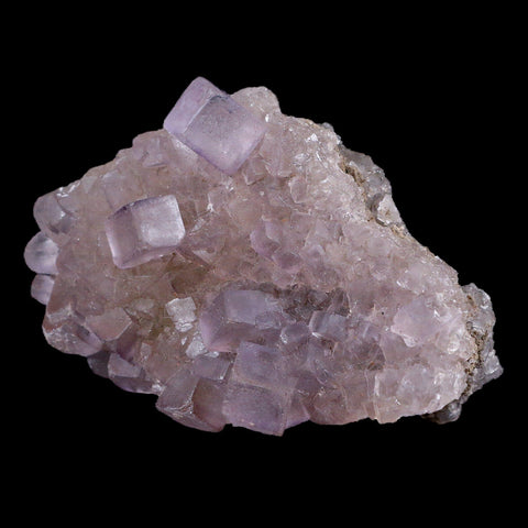 3.5" Purple Fluorite Crystal Cubes Cluster Mineral Specimen Taourirt Morocco - Fossil Age Minerals