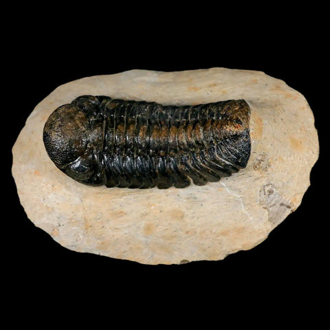2.6" Moroccops Trilobite Fossil Devonian Morocco 400 Million Years Old COA - Fossil Age Minerals