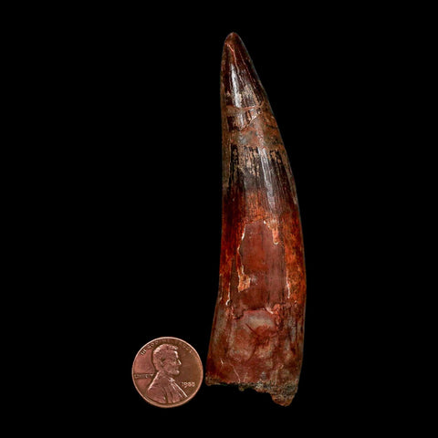 XL 3.8" Spinosaurus Fossil Tooth 100 Million Years Old Cretaceous Dinosaur COA