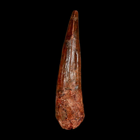 2.3" Spinosaurus Fossil Tooth 100 Million Years Old Cretaceous Dinosaur COA Stand