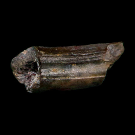 0.4" Dimetrodon Sail Spine Bone Fossil Permian Age Waurika Oklahoma COA, Display