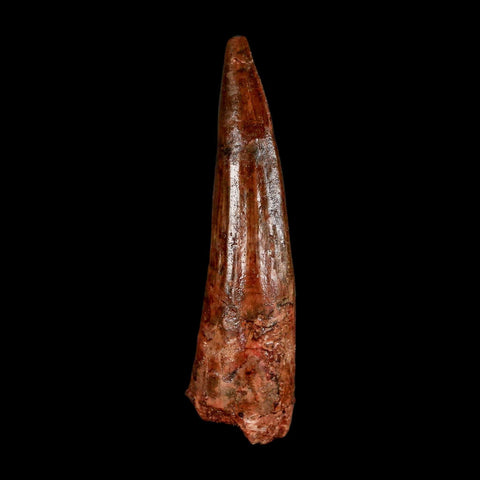 2.3" Spinosaurus Fossil Tooth 100 Million Years Old Cretaceous Dinosaur COA Stand