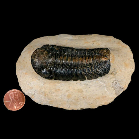 2.6" Moroccops Trilobite Fossil Devonian Morocco 400 Million Years Old COA - Fossil Age Minerals