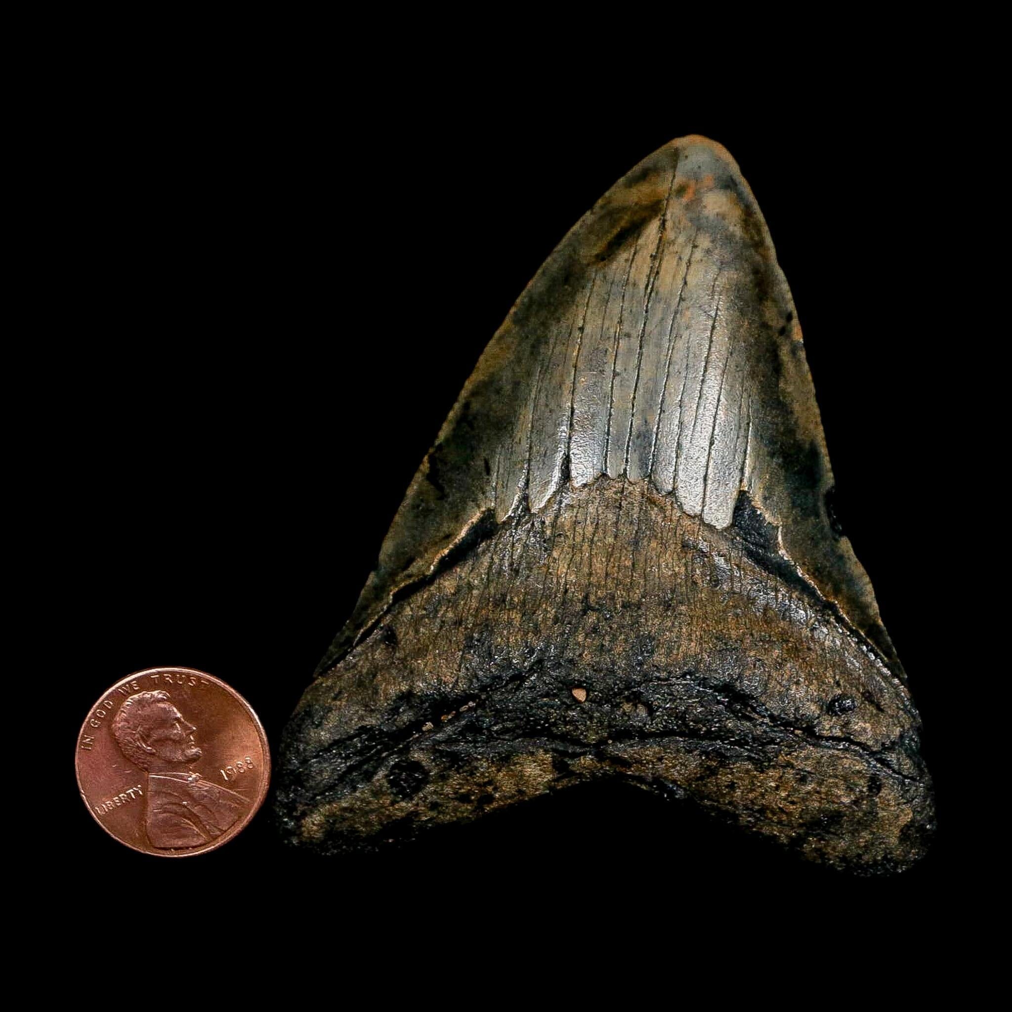 2.7" Quality Megalodon Shark Tooth Serrated Fossil Natural Miocene Age COA - Fossil Age Minerals