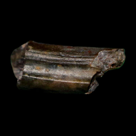 0.4" Dimetrodon Sail Spine Bone Fossil Permian Age Waurika Oklahoma COA, Display