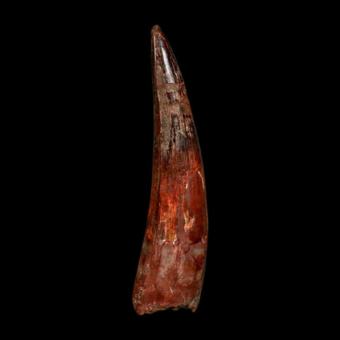 XL 3.8" Spinosaurus Fossil Tooth 100 Million Years Old Cretaceous Dinosaur COA