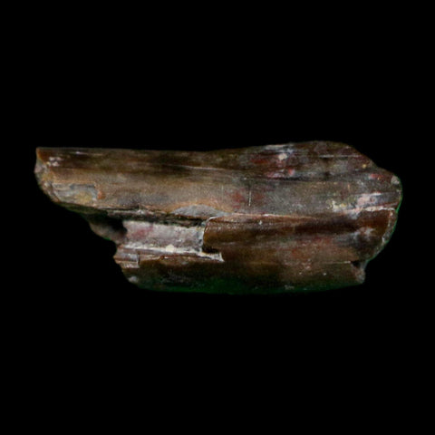 0.4" Dimetrodon Sail Spine Bone Fossil Permian Age Waurika Oklahoma COA, Display - Fossil Age Minerals