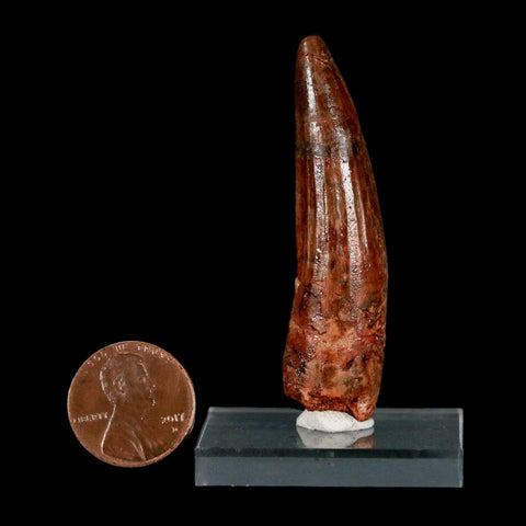 2.3" Spinosaurus Fossil Tooth 100 Million Years Old Cretaceous Dinosaur COA Stand