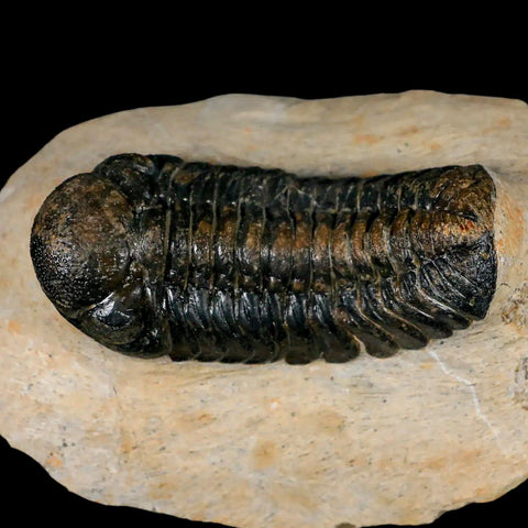 2.6" Moroccops Trilobite Fossil Devonian Morocco 400 Million Years Old COA - Fossil Age Minerals