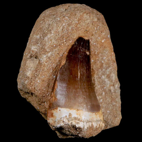 XL 2.2" Mosasaur Prognathodon Fossil Tooth In Matrix Cretaceous Dinosaur Era COA - Fossil Age Minerals