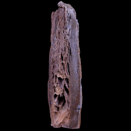 2.1" Corythosaurus Fossil Bone Judith River FM MT Cretaceous Dinosaur COA, Stand