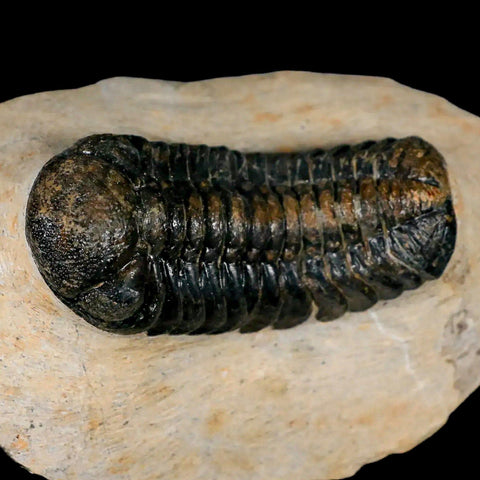 2.6" Moroccops Trilobite Fossil Devonian Morocco 400 Million Years Old COA - Fossil Age Minerals